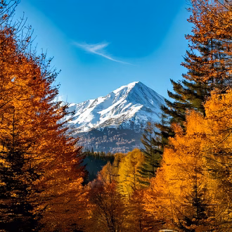 Firefly Fotorealistic view from an autumn forest with a view to a close mountain covered in snow 476